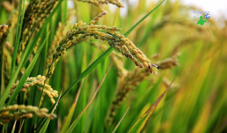 Ears of rice