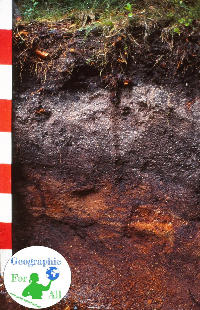 Profil glebowy / skład gleby, autor U. Burkhardt, źródło https://pl.wikipedia.org/wiki/Plik:Eisenhumuspodsol.jpg