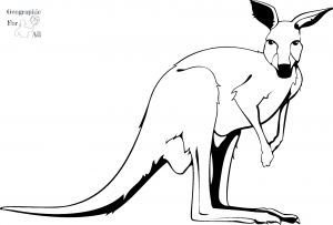 kangur australia kolorowanki do druku