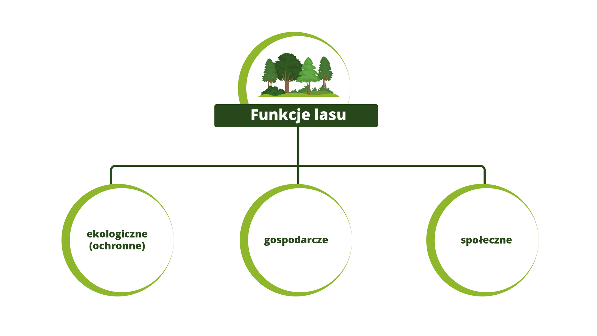 Funcje lasu, Źródło Englishsquare.pl Sp. z o.o., licencja – CC BY-SA 3.0.